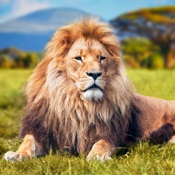 Generali Arany Oroszlán Screened Nemzetközi Részvény Alap A sorozat